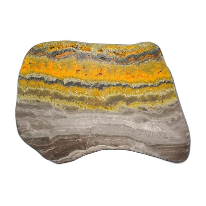 Bumblebee Jasper