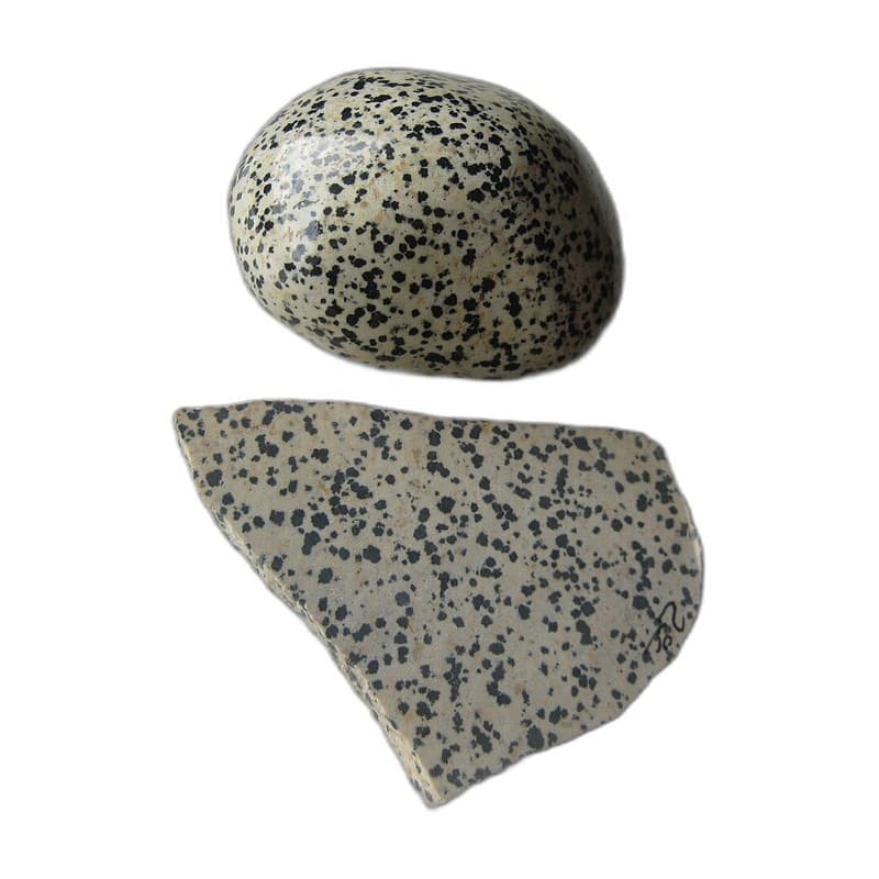Dalmatian Jasper